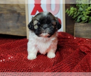 Shih Tzu Puppy for sale in MANES, MO, USA