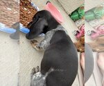 Small #1 Dachshund