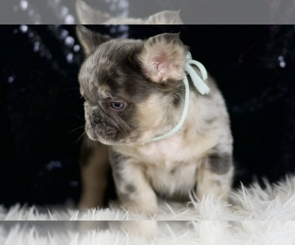 Medium Photo #4 French Bulldog Puppy For Sale in WARSAW, IN, USA