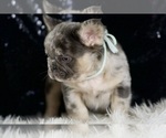 Small #3 French Bulldog