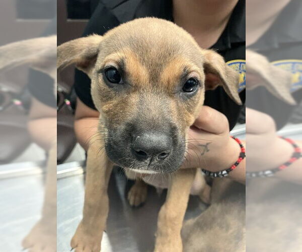 Medium Photo #1 Australian Kelpie-Unknown Mix Puppy For Sale in Corpus Christi, TX, USA