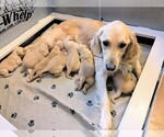 Small #2 Golden Retriever
