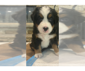 Puppyfinder Com Bernese Mountain Dog Puppies Puppies For Sale Near Me In Texas Usa Page 1 Displays 10