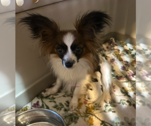 Mother of the Papillon puppies born on 02/27/2025