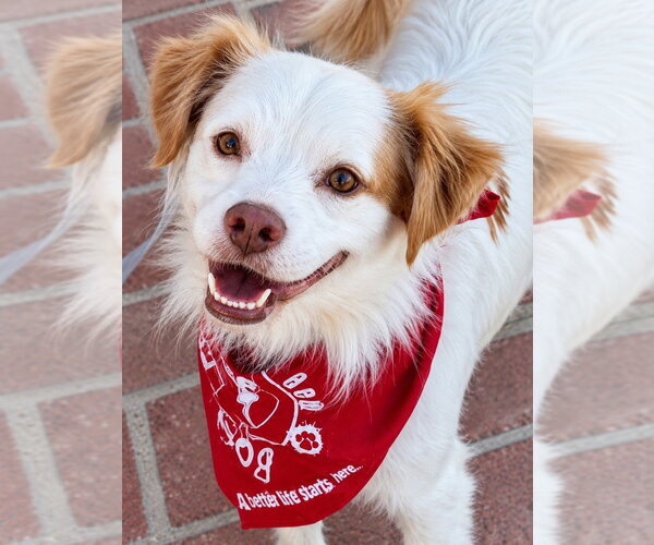 Medium Photo #1 Mutt Puppy For Sale in Lake Forest, CA, USA