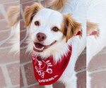 Ringo - Adopt Me! - Male Mutt Dog for Adoption - Small photo