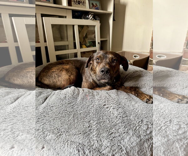 Medium Photo #7 Mutt Puppy For Sale in Doylestown, PA, USA