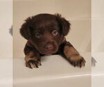 Small #3 Basset Hound Mix