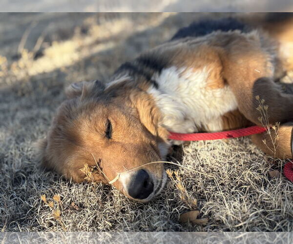 Medium Photo #6 Mutt Puppy For Sale in Las Vegas, NM, USA