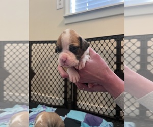 Boxer Puppy for sale in FORT COLLINS, CO, USA