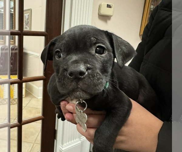 Medium Photo #6 Mutt Puppy For Sale in Holly Springs, NC, USA