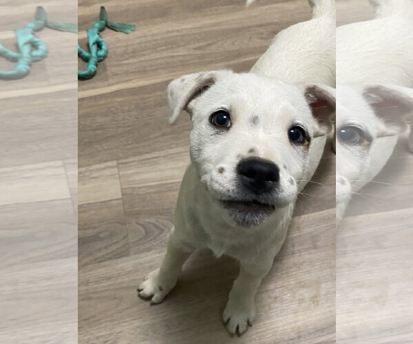 Medium Photo #3 American Pit Bull Terrier-Unknown Mix Puppy For Sale in Hillsboro, MO, USA