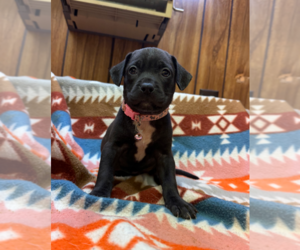 Boxer-Unknown Mix Dogs for adoption in Holly Springs, NC, USA