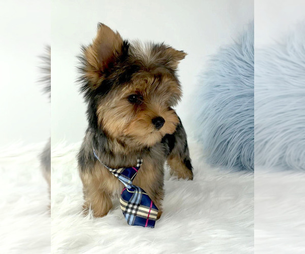 Medium Photo #2 Yorkshire Terrier Puppy For Sale in KELLER, TX, USA
