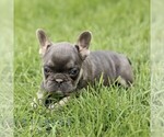 Small #4 French Bulldog