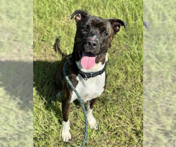 Medium Photo #1 American Staffordshire Terrier Puppy For Sale in Fort Lauderdale, FL, USA