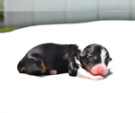 Small #3 Miniature Australian Shepherd