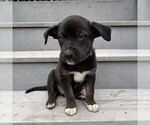 Small #1 American Pit Bull Terrier Mix