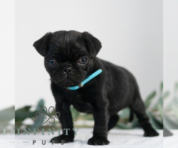 Medium Photo #1 Pug Puppy For Sale in MILL HALL, PA, USA