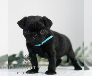 Pug Puppy for sale in MILL HALL, PA, USA