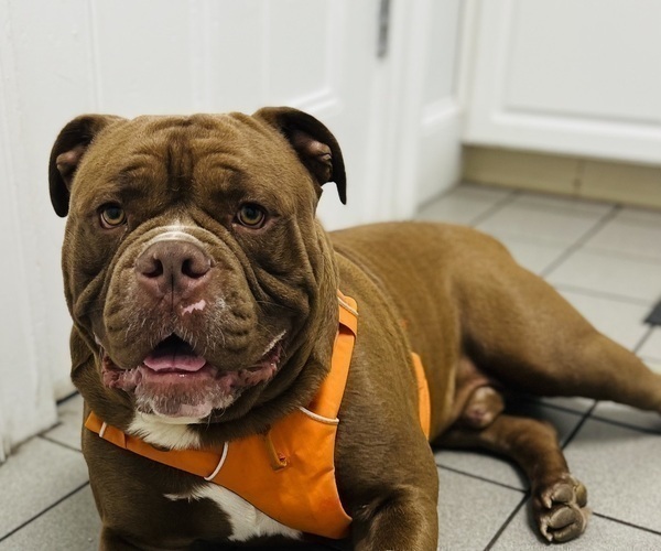 Medium Photo #1 Olde English Bulldogge Puppy For Sale in CHEPACHET, RI, USA