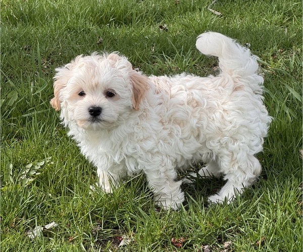 Medium Photo #5 Havanese Puppy For Sale in CANOGA, NY, USA