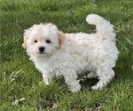 Small #4 Havanese