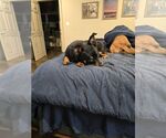 Small #1 Dachshund Mix