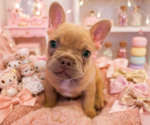Puppy Bella French Bulldog