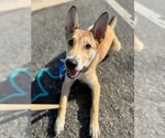 Small #24 German Shepherd Dog Mix