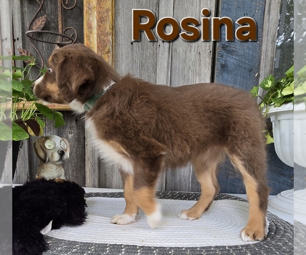 Medium Photo #1 Miniature Australian Shepherd Puppy For Sale in FREMONT, MI, USA
