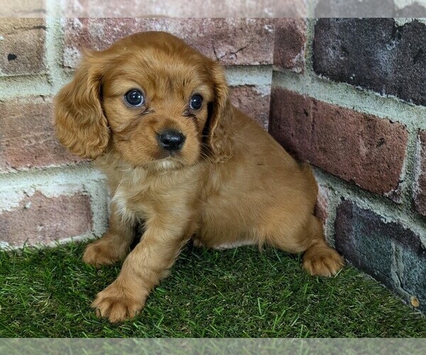 Medium Photo #11 Cavalier King Charles Spaniel Puppy For Sale in MOBERLY, MO, USA