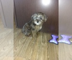 Small Photo #7 Poodle (Toy)-Yorkshire Terrier Mix Puppy For Sale in LAPEER, MI, USA
