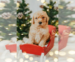 Puppy Copper Goldendoodle