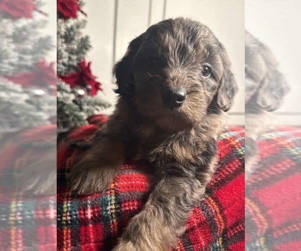 Medium Photo #7 Aussiedoodle Miniature  Puppy For Sale in MENIFEE, CA, USA
