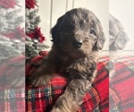 Small #6 Aussiedoodle Miniature 