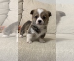 Small Photo #3 Pembroke Welsh Corgi Puppy For Sale in MIDLOTHIAN, TX, USA
