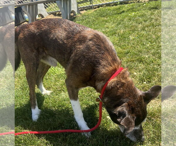 Medium Photo #4 Boxer-Unknown Mix Puppy For Sale in Rootstown, OH, USA