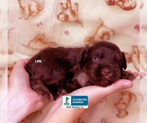 Schnauzer (Miniature) Puppy for sale in WINNSBORO, LA, USA