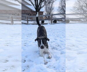 Logan HOWLett - Male American Pit Bull Terrier-Saint Bernard Mix Dog for Adoption - Photo #14