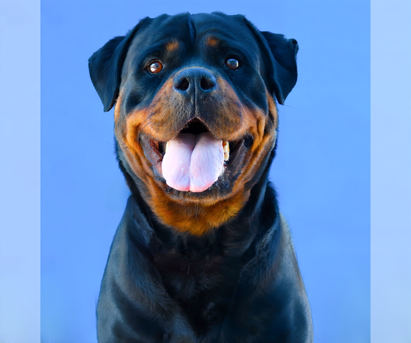 Medium Photo #1 Rottweiler Puppy For Sale in Pasadena, CA, USA
