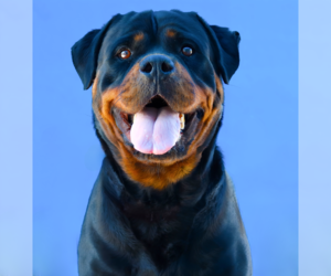Rottweiler Dogs for adoption in Pasadena, CA, USA