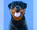 Small Rottweiler