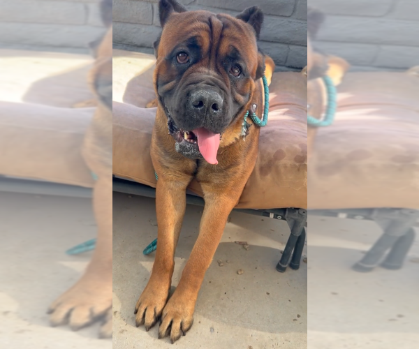Medium Photo #1 Mutt Puppy For Sale in Goodyear, AZ, USA