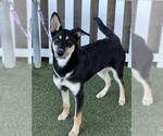 Small German Shepherd Dog Mix