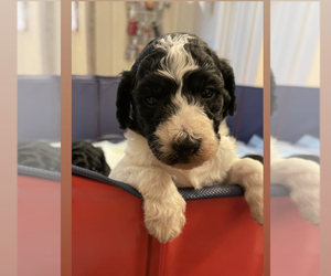 Goldendoodle Puppy for sale in SPRINGVILLE, AL, USA