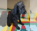 Small Photo #2 Goldendoodle Puppy For Sale in McKinney, TX, USA