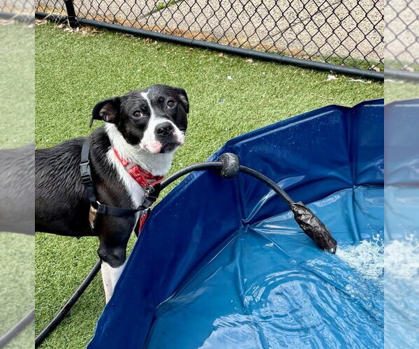 Medium Photo #17 Mutt Puppy For Sale in Canton, CT, USA