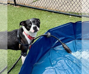 Lady Luck - Female Mutt Dog for Adoption - Photo #17
