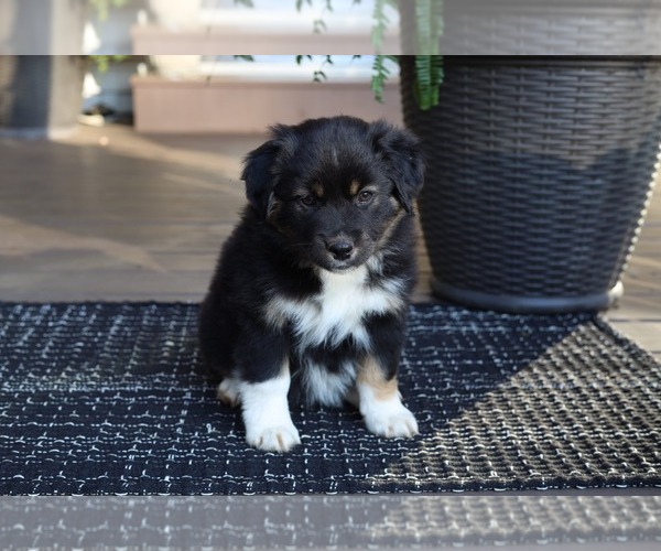 Medium Photo #3 Miniature American Shepherd Puppy For Sale in DAWSON, GA, USA